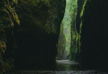 What archaeology is telling us about our forests