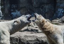 What’s white, and one of Earth’s rarest creatures?